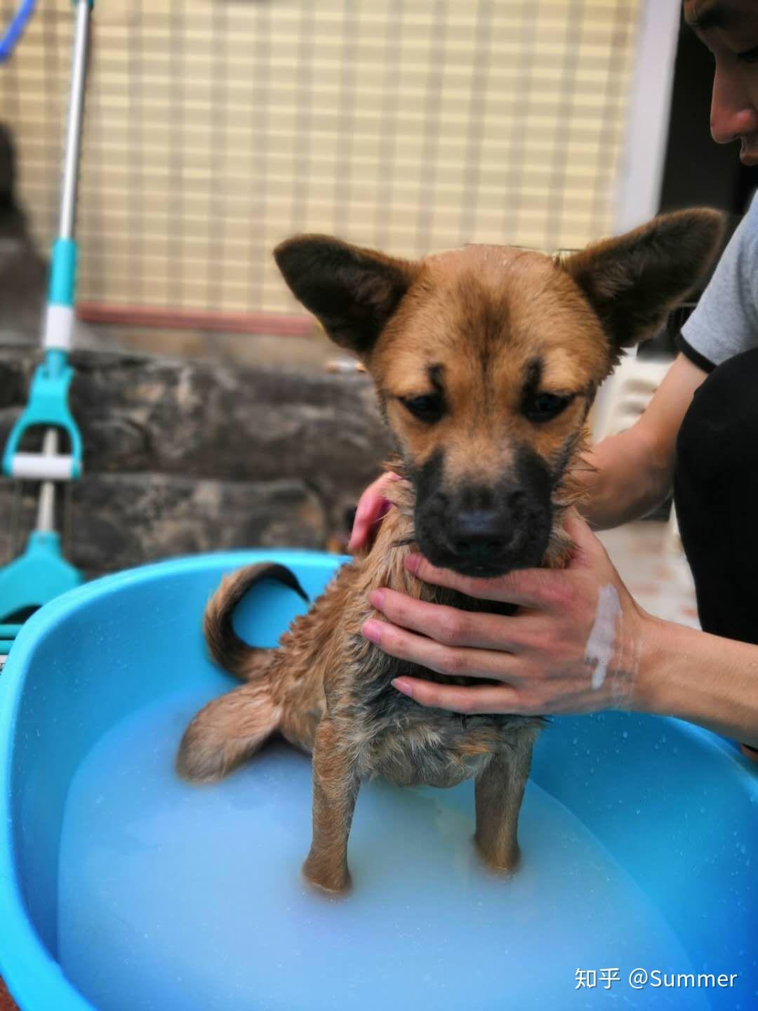 中华田园犬（土狗）有哪些优点是宠物狗不能比的？ - 知乎