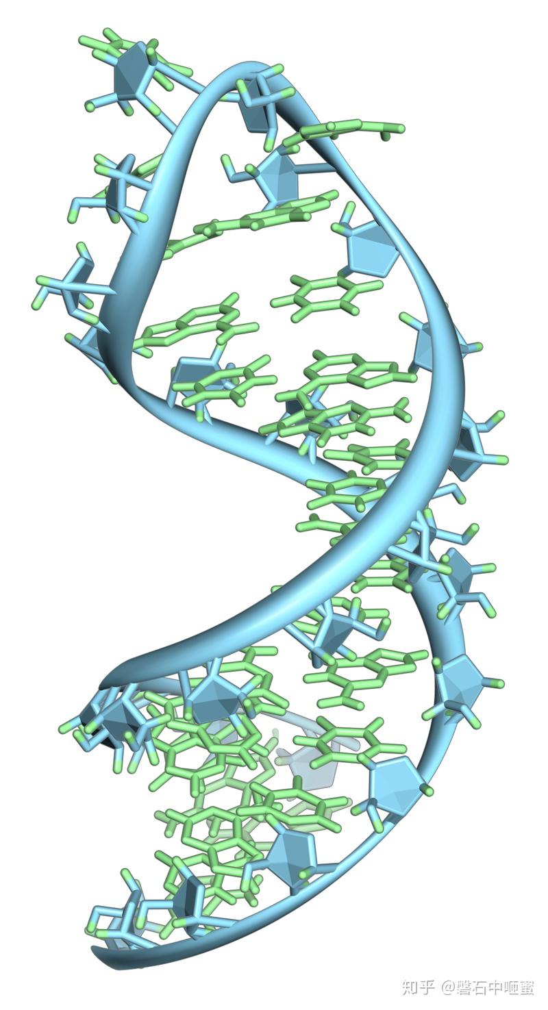 核糖核酸  rna