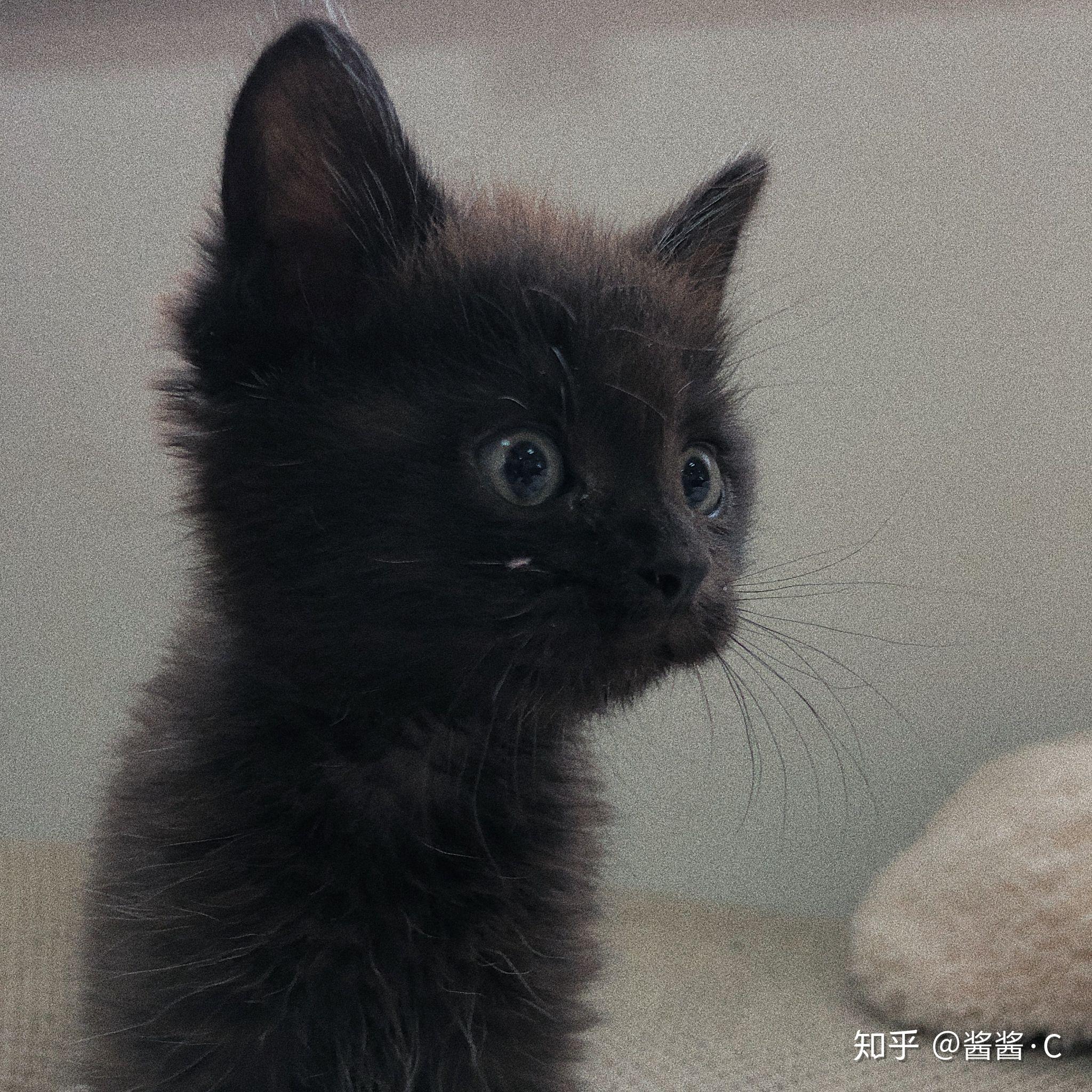哪里有小猫咪出售 v2-dcd793df0b1dccf2ac8150b56a328d4c_r.jpg