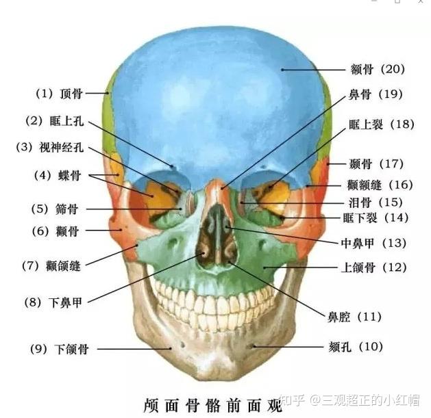 额头结构示意图图片