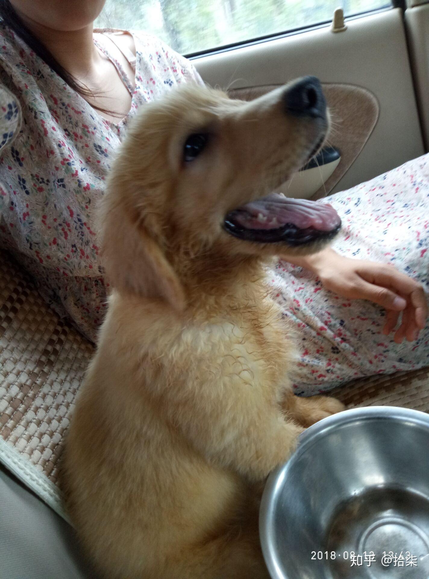 我家金毛5个多月了 他的嘴巴很尖我想问一下是纯种的嘛? - 知乎