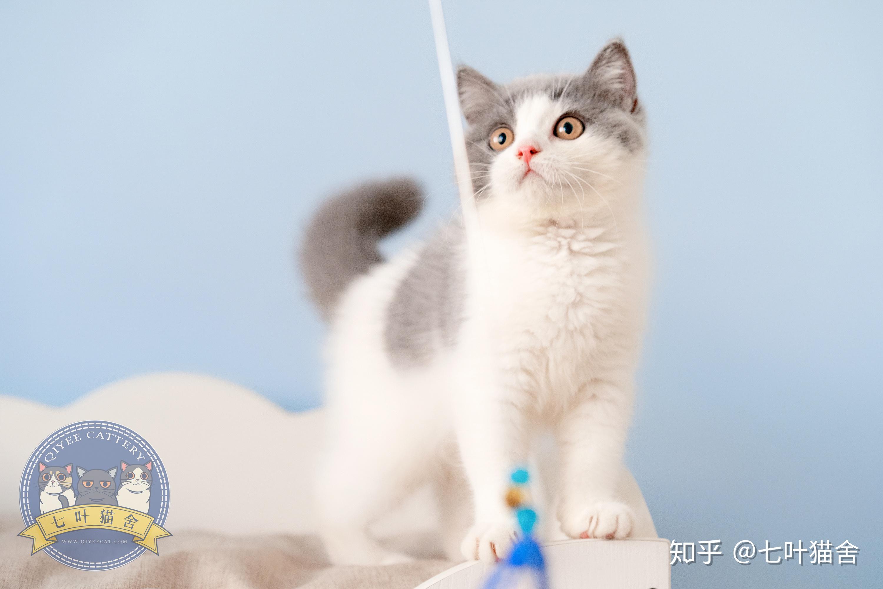 广州有英短蓝白猫舍推荐吗