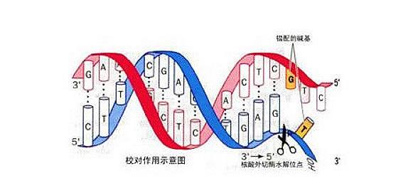 错配修复基因为何物？ - 知乎
