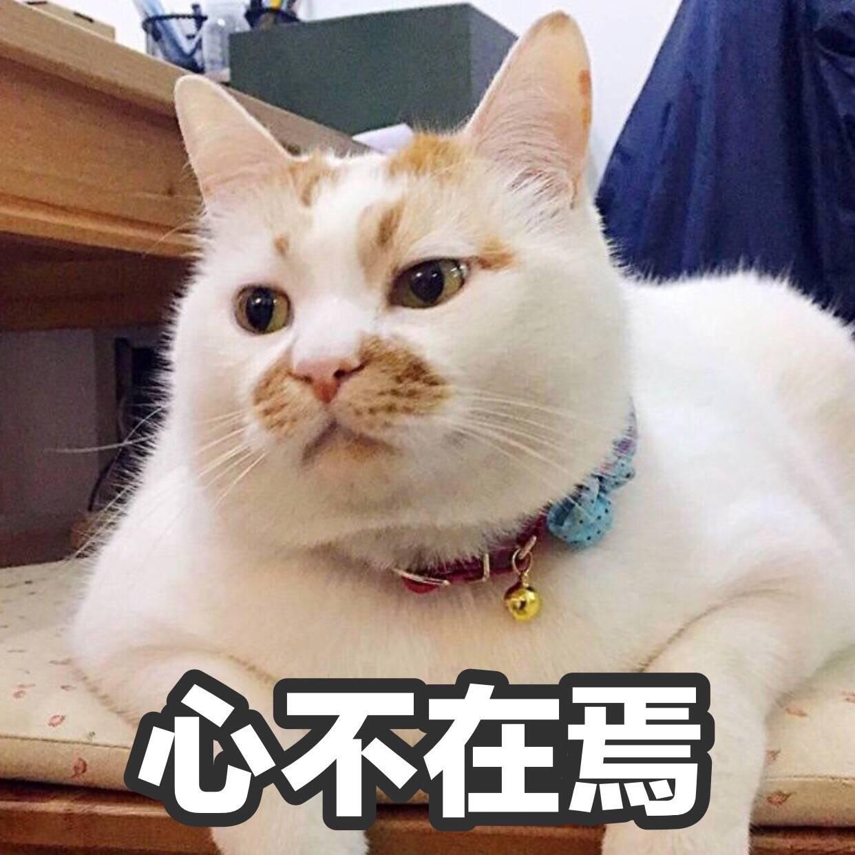 有没有猫咪的表情包