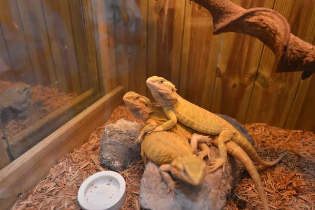 2019海峡两岸宠物产业博览会在厦门佰翔会展中心顺利举行