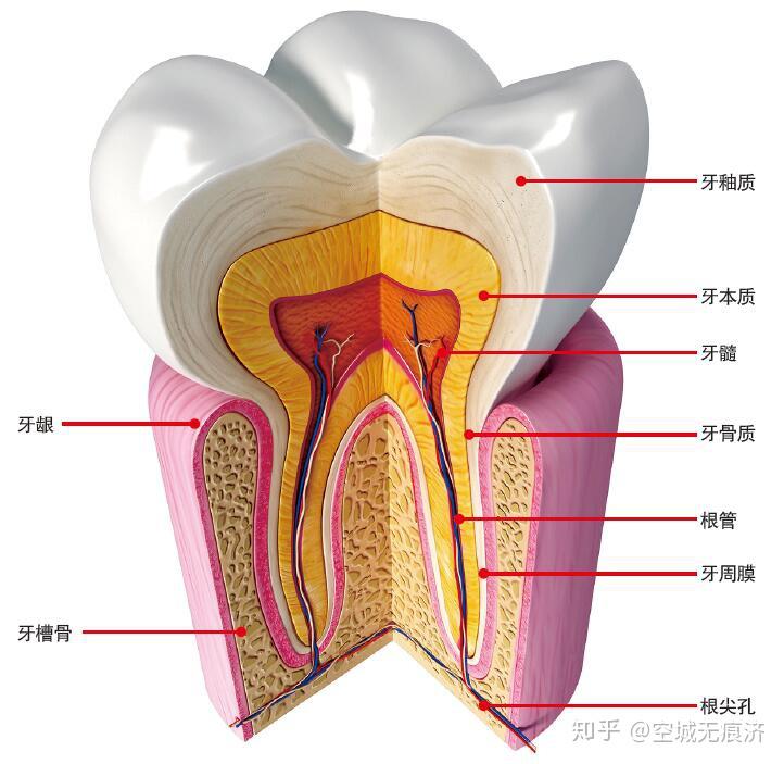 牙龈在什么位置图片什图片