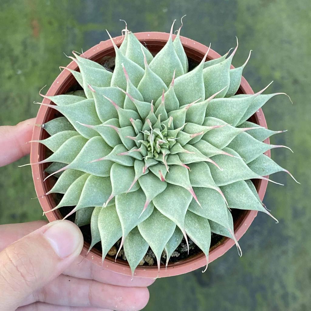 twentyseven银星景天科风车草属