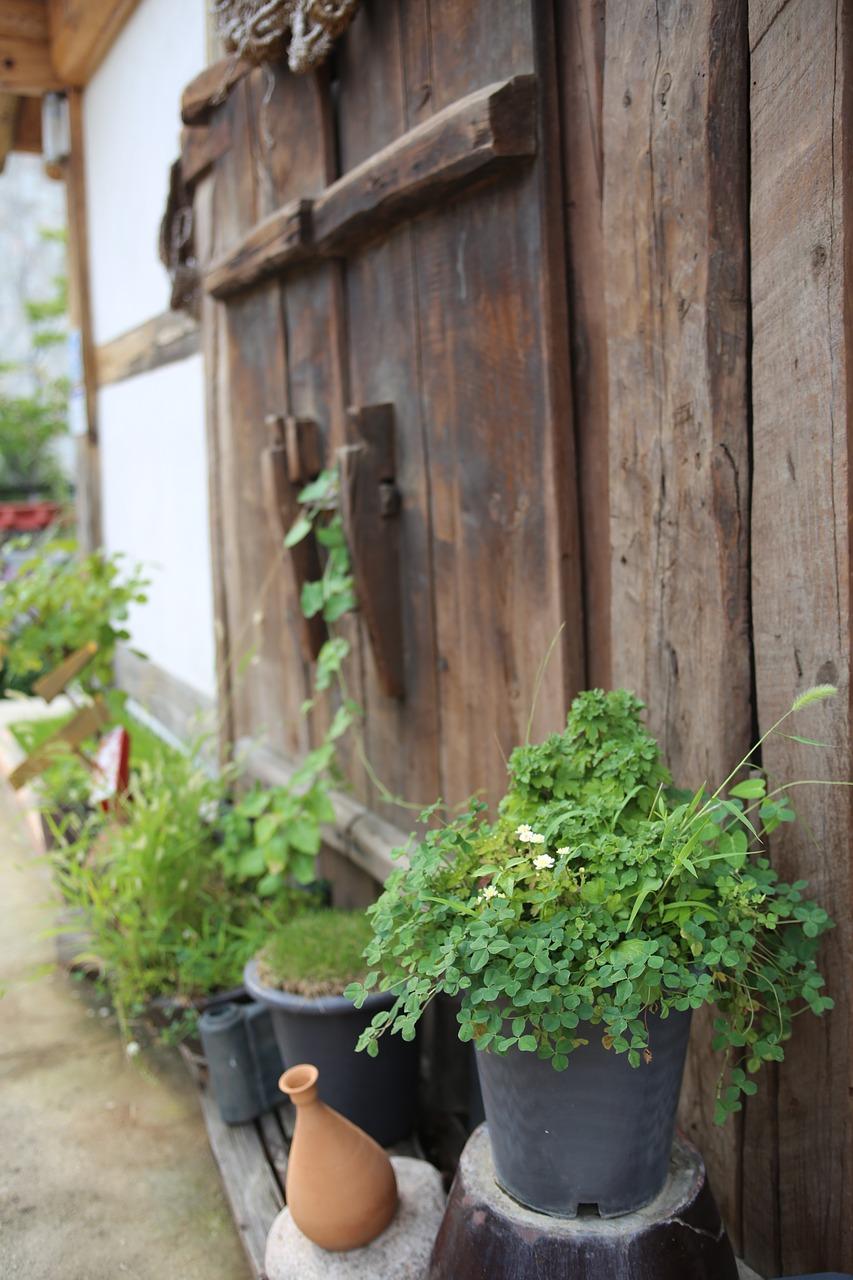 如何种好盆栽玫瑰