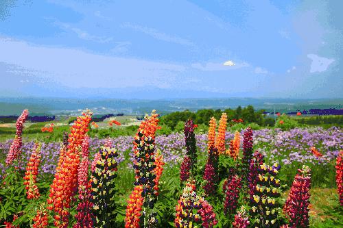 北海道的夏天 像上帝不小心打翻了调色盘 知乎