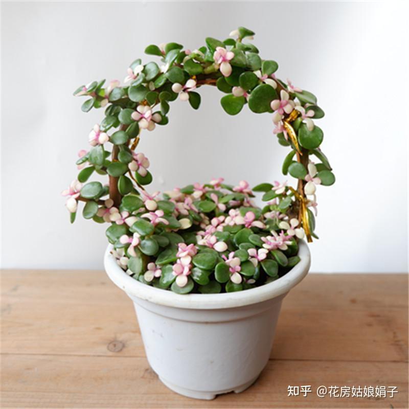 养金枝玉叶要勤快些，掌握这4个方面的技巧，快速养成高颜值盆景 - 知乎