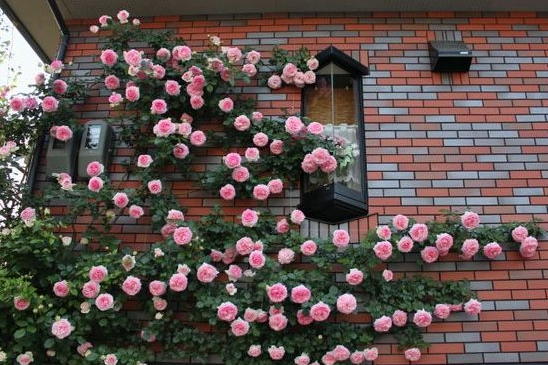 为啥别人的月季花墙2年完成,你的却不见长?