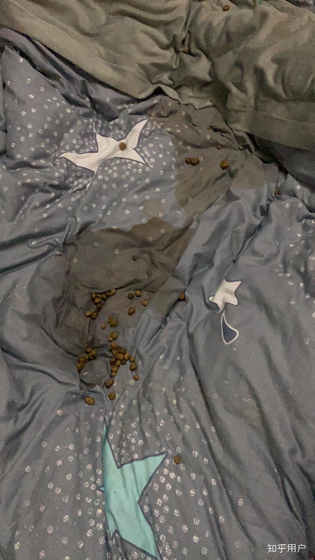 你们的兔子爱在床上拉屎拉尿吗? - 知乎