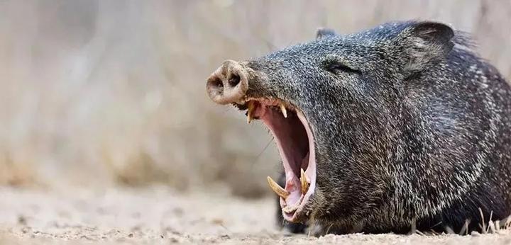 中华文化的精髓就是:土猪拱白菜