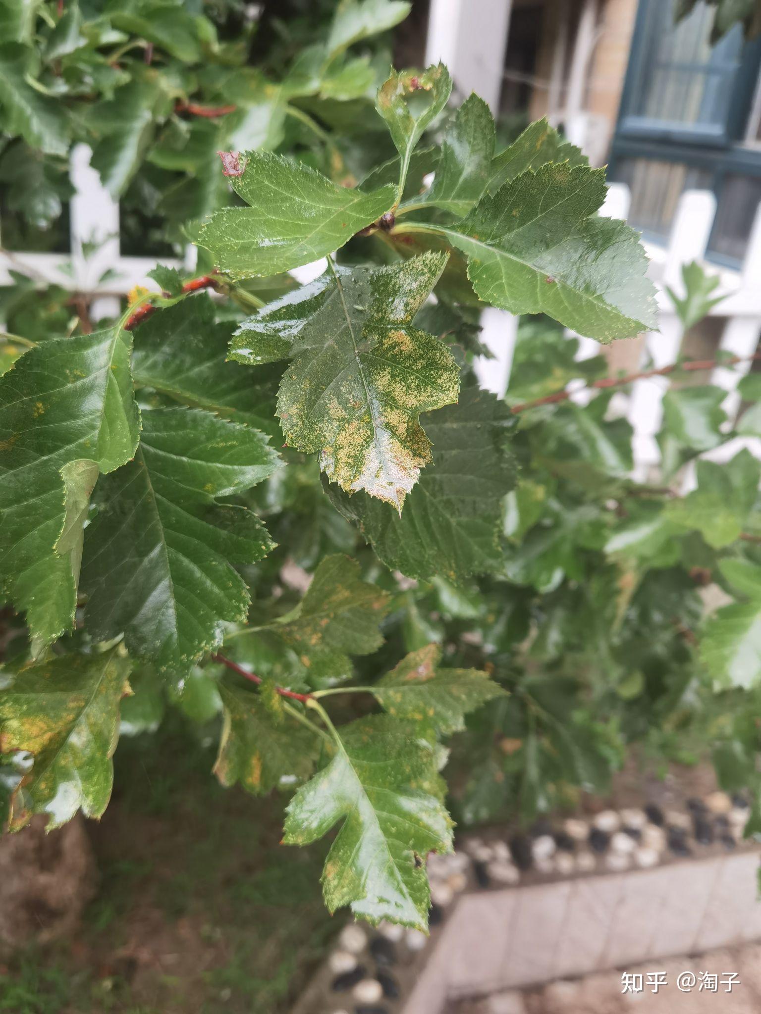 求助山楂树叶上有斑点要怎么处理