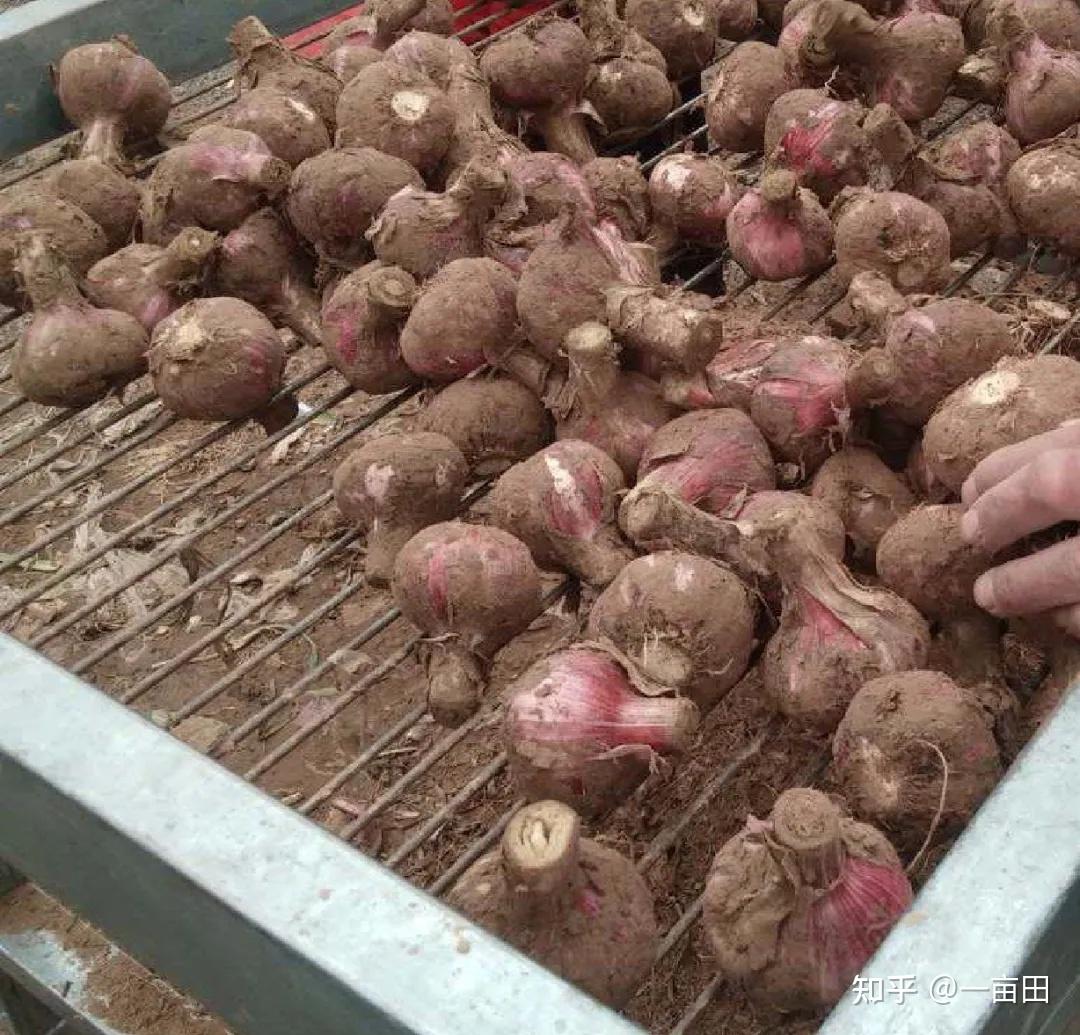 3月蒜你狠大蒜价格创5年新高4月新蒜上市行情怎么样