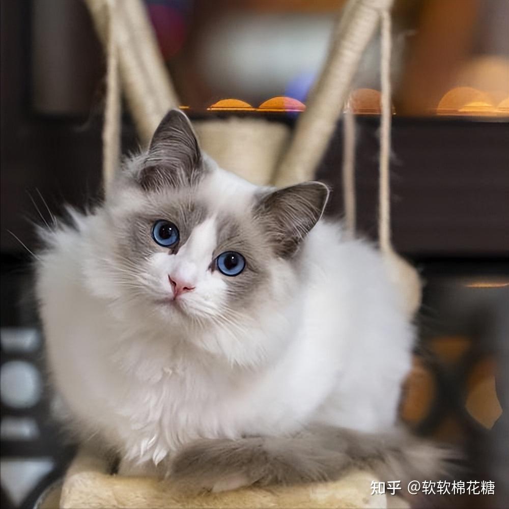 适合"女生"养的猫咪