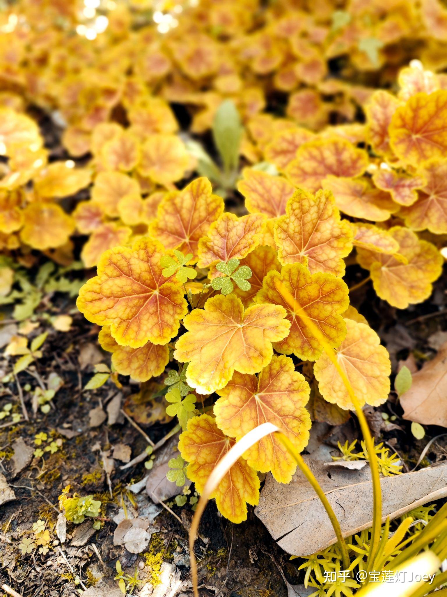 原产于美洲中部.一般采用叶插法.(240415摄于国歌广场)矾根:花色丰富.