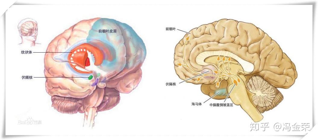 纹状体和伏隔核