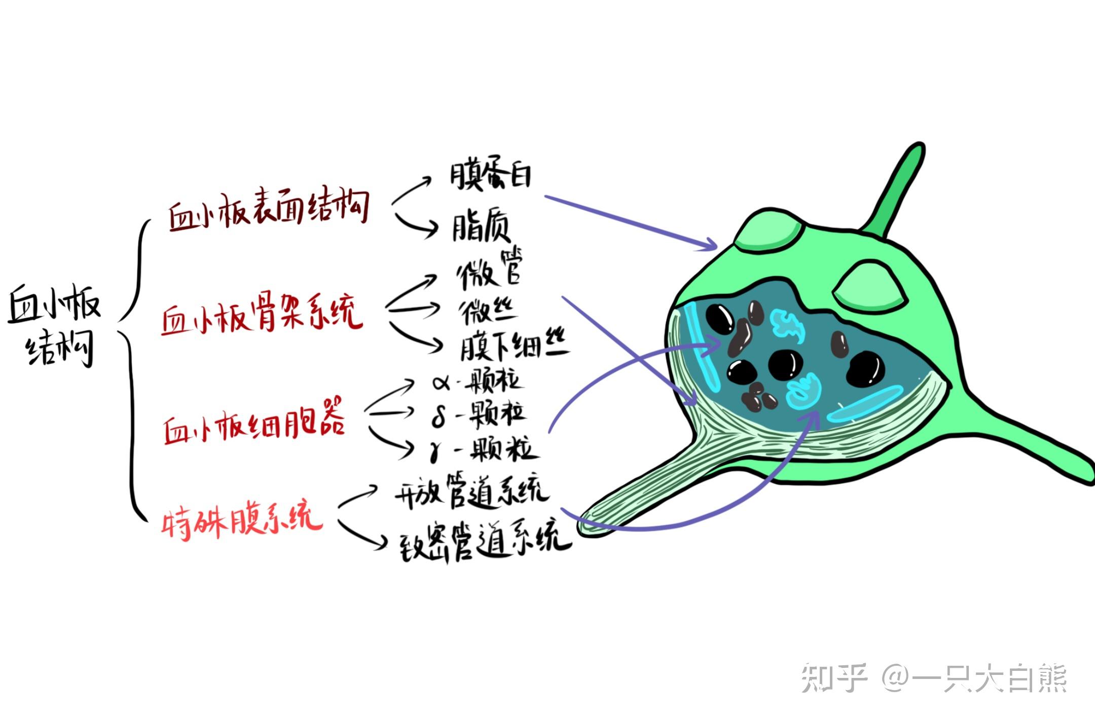 血小板聚集图解图片