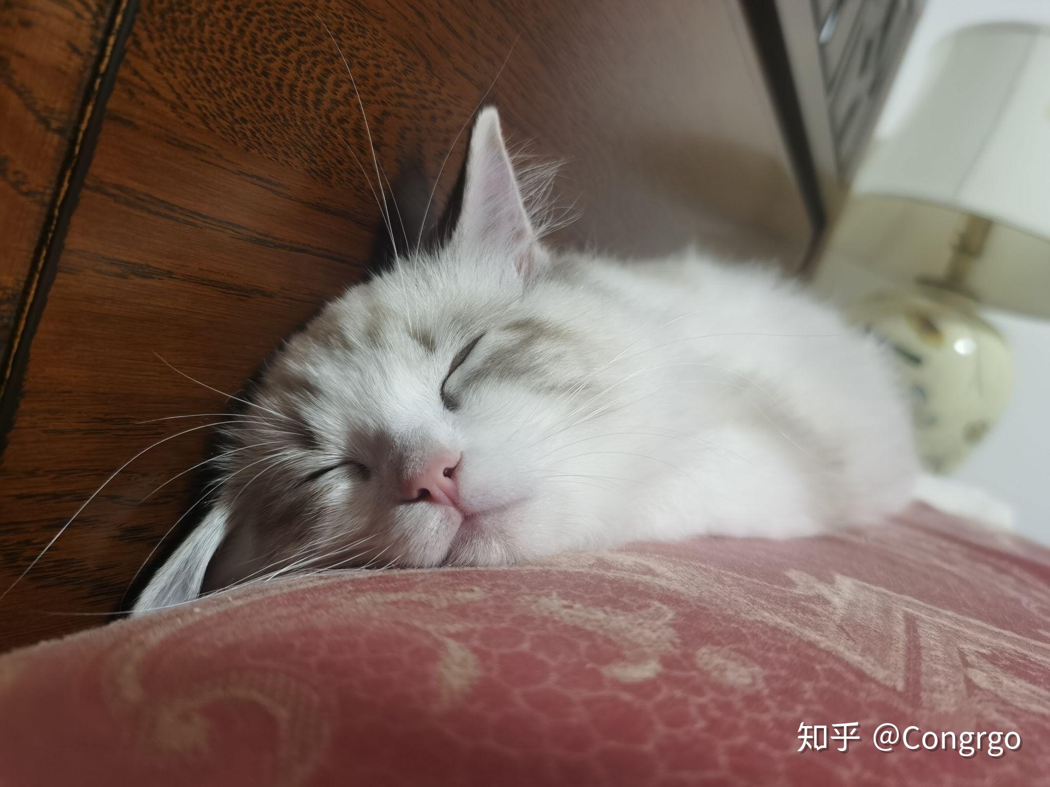 怎么自己在家给猫打疫苗 v2-dd29c77b737ec4745fa1e345ace7e8c8_r.jpg