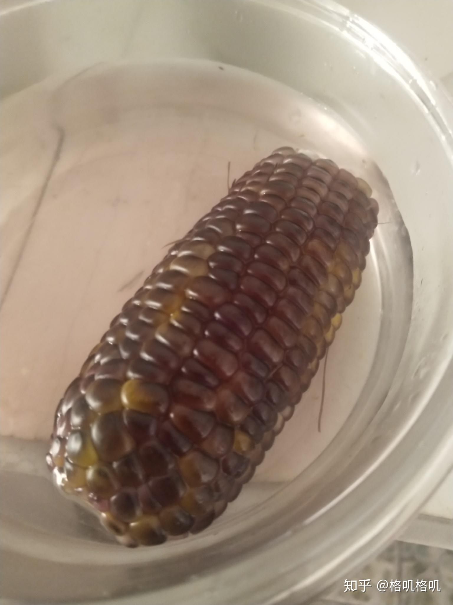 水煮黑玉米掉色了还可以吃吗