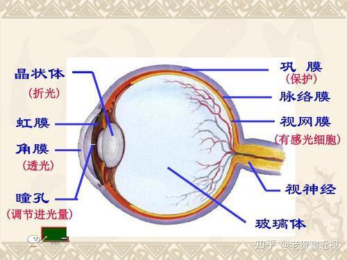 晶状体悬韧带解剖图图片