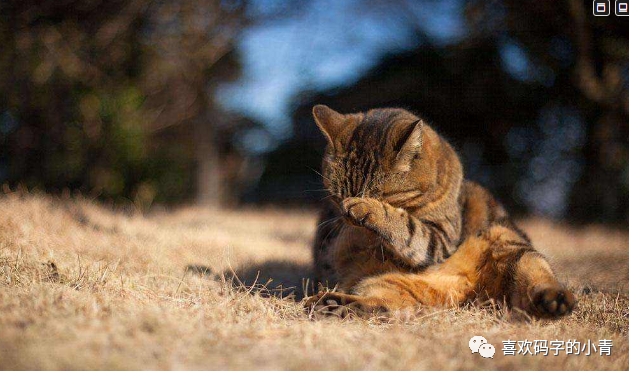 小说 一路之遥 之五 流浪猫失踪事件 知乎