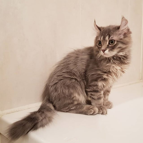 吸猫大会:金佳罗猫doyle