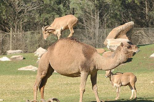 0238翻译:骆驼和羊