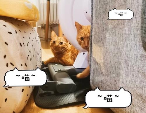 吸猫上瘾原理:吸猫为什么会上瘾?这些重要的原因你要知道