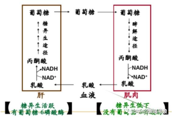 生物化学高频考点(三)之糖异生 - 知乎
