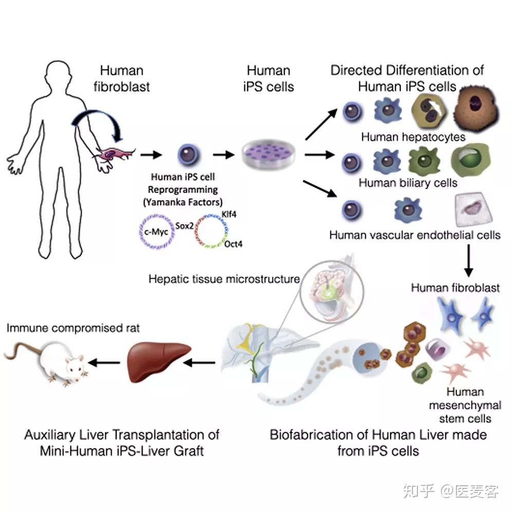 人类皮肤细胞诱导ipsc分化人工肝干细胞分化器官潜力无限i医麦猛爆料