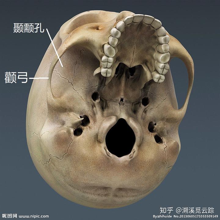 合弓纲为什么叫「合弓」?