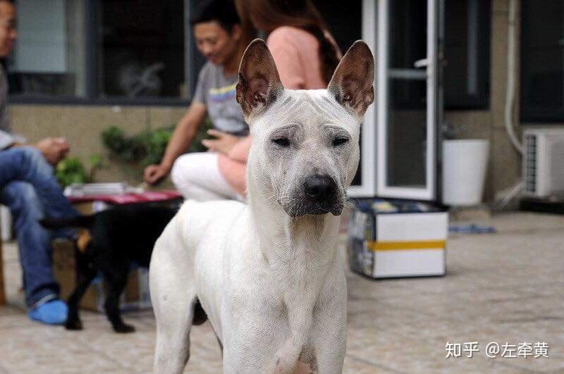 cku原生犬保育俱樂部於2016年10月正式開啟中國本土犬種的保育工作,在