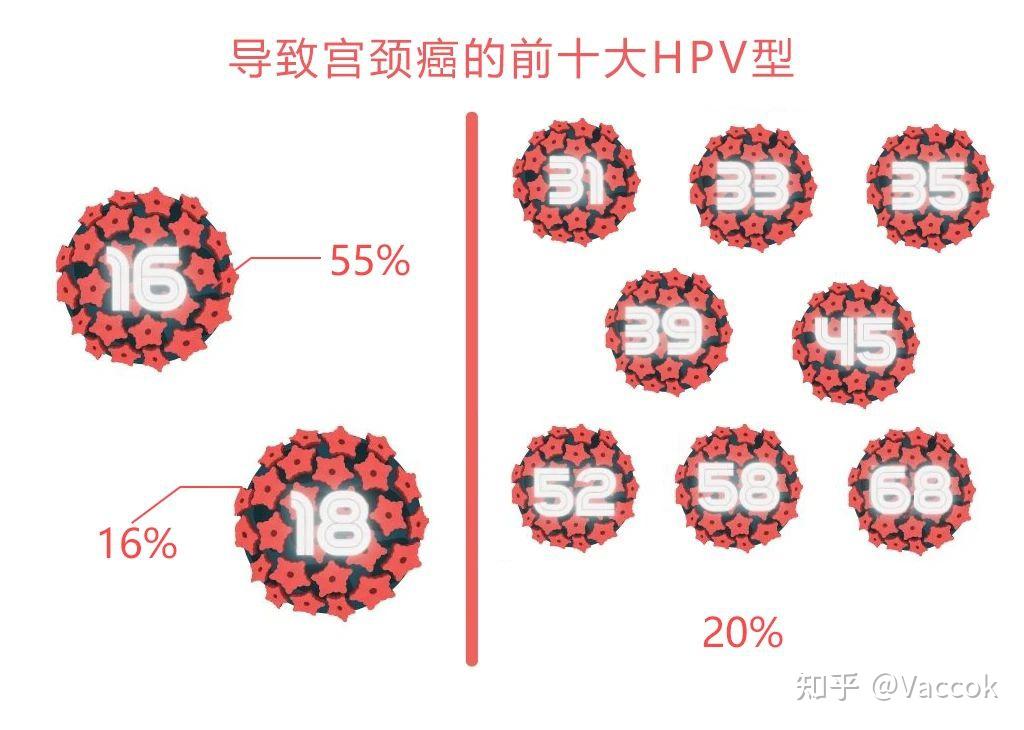 瑞琳他抗科普馆你感染的hpv型别会导致宫颈癌吗