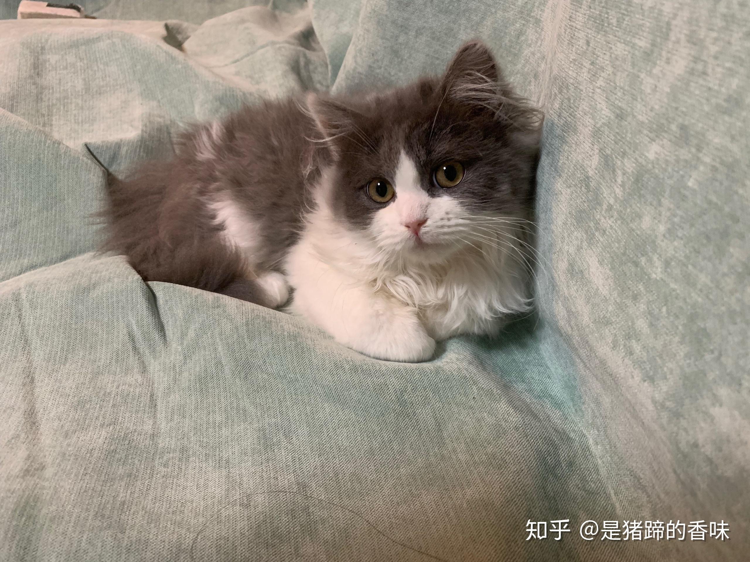 各位觉得是英短蓝白更适合新手养还是美短加白更适合? - 知乎