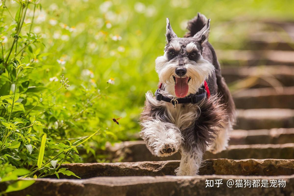 十大忠诚的狗排名大型犬（盘点地球上最忠诚10大狗类，中国这只“神犬”获得亚军） - 生活 - 布条百科