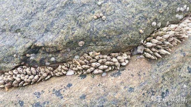 驭厨鲜科普什么是佛手螺佛手螺抗衰老