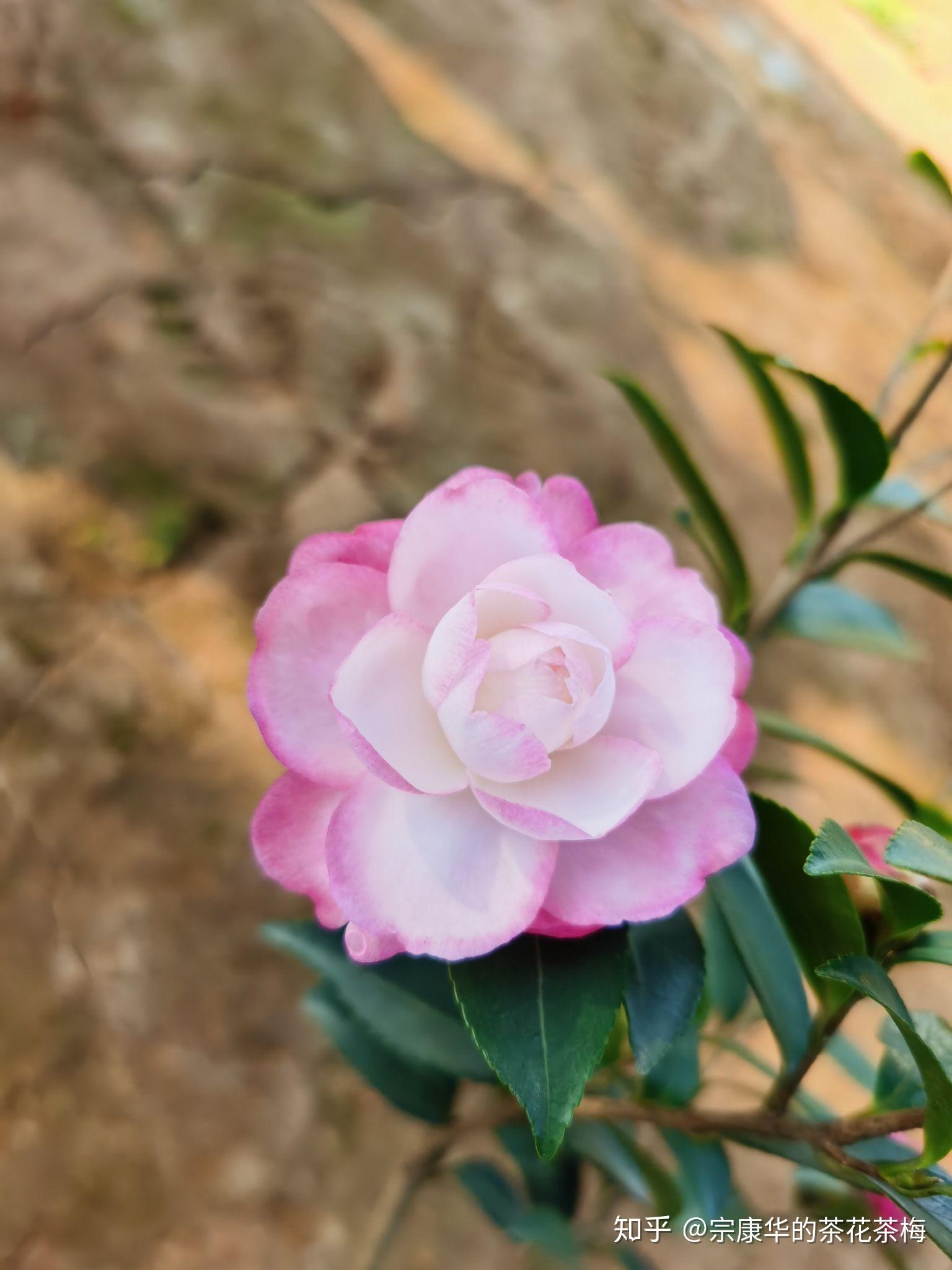 茶梅品种:布希/还珠格格