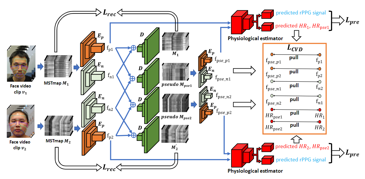 rppg-cvd-video-based-remote-physiological-measurement-via-cross