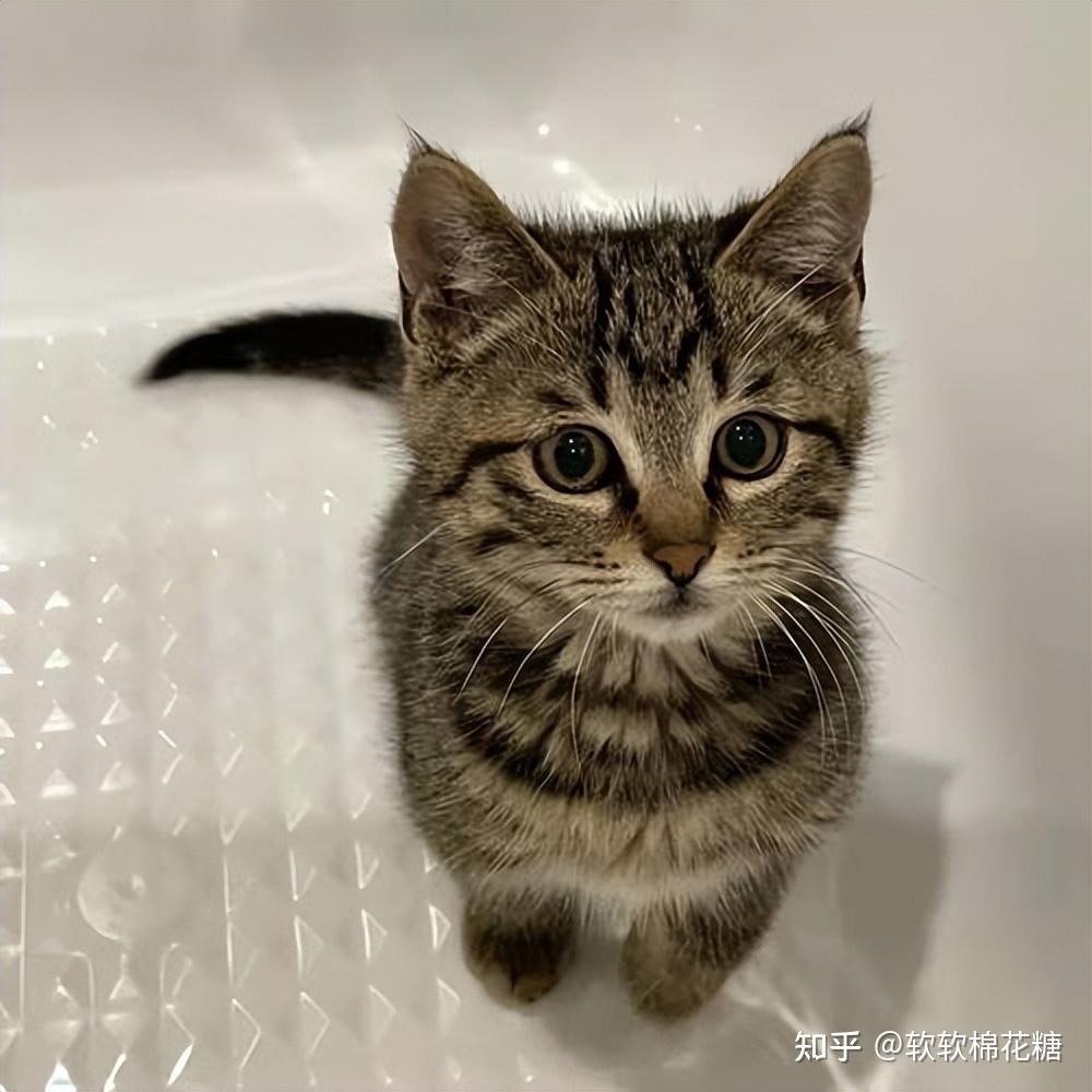 为什么同是田园猫，狸花猫成了“品种猫”，山东狮子猫却没有？ - 知乎