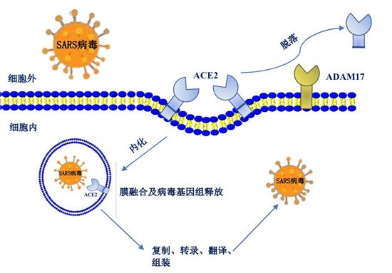 新型冠状病毒感染的特点