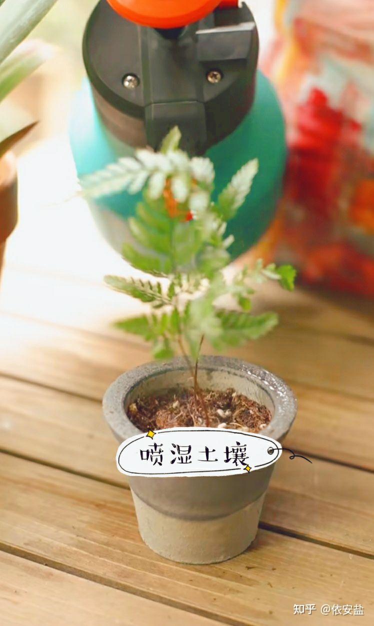 狼尾蕨怎么分株