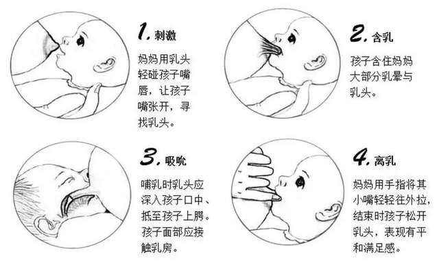 正确的哺乳姿势可以参照图的方式进行,要点包括四点:①宝宝的身体和头