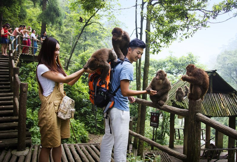 嬉闹顽皮,憨态可掬又极通人性峨眉山生态猴区位于峨眉山清音阁,一线天