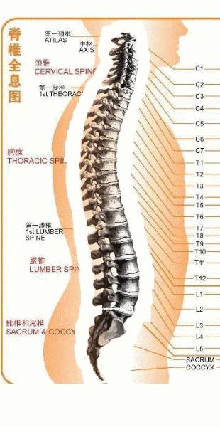 “尾闾中正”神贯顶，顺利通三关 - 知乎