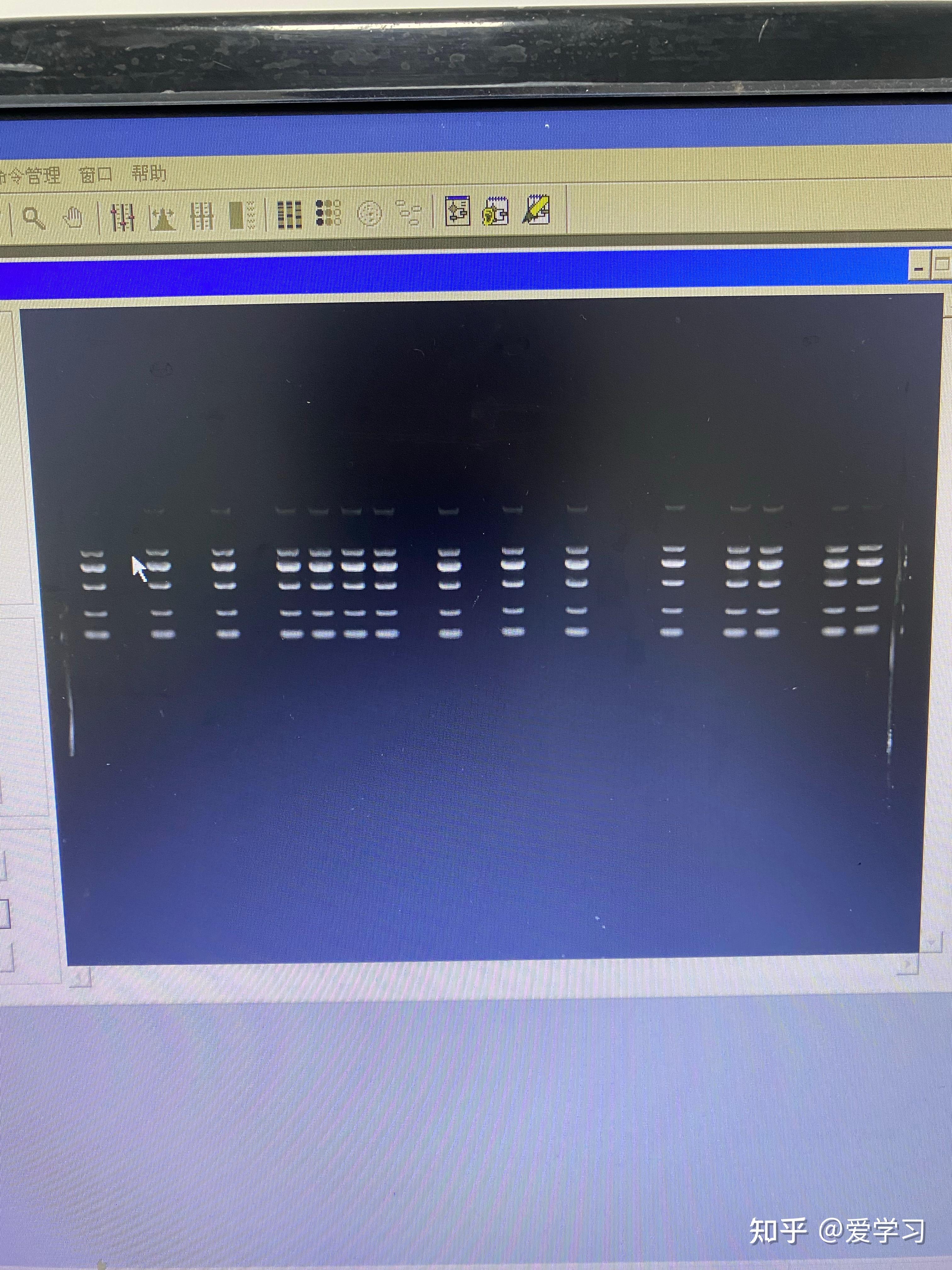 dna5000marker条带图图片