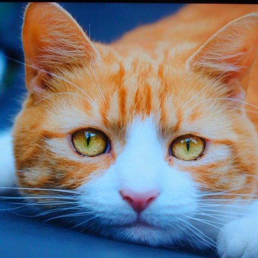 梦想是个猪