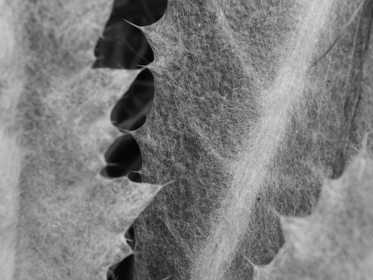 4. 低密社区生活