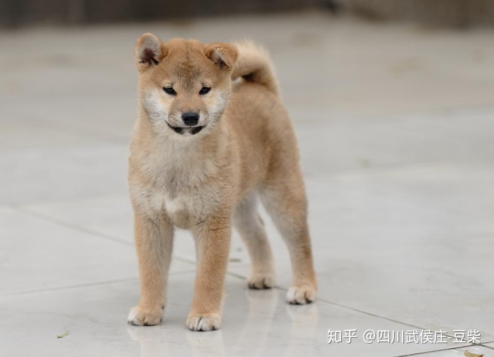 柴犬怎么看纯不纯? - 知乎